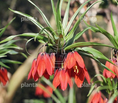 Fritillaria imperialis 'Red Beauty'