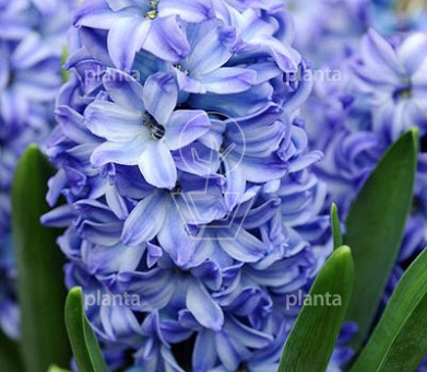 Hyacinthus 'Aqua'