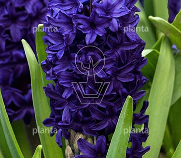 Hyacinthus 'Blue Trophy'