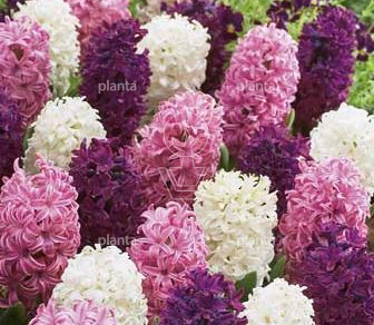 Hyacinthus 'Pastel Mix'