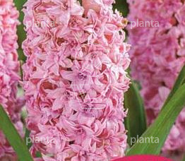 Hyacinthus 'Spring Beauty'