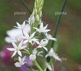 Ornithogalum 'Sochii'