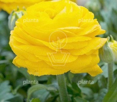 Ranunculus 'Geel/ Yellow'