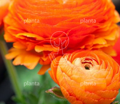 Ranunculus 'Oranje/ Orange'