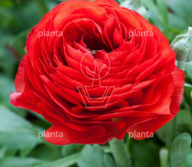Ranunculus 'Rood/ Red'