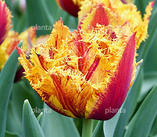 Tulipa 'Bastia'