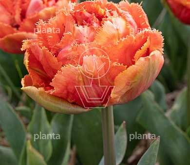 Tulipa 'Brisbane'