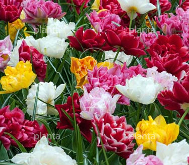 Tulipa 'Double Early Mix'