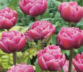 Tulipa 'Double Lilac'