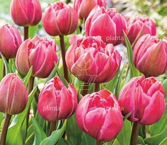 Tulipa 'Double Pink'