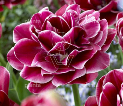 Tulipa 'Dream Touch'