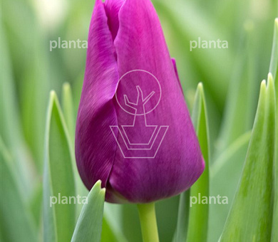 Tulipa 'Embrace'