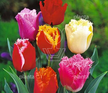 Tulipa 'Gefranjerd Gemengd'