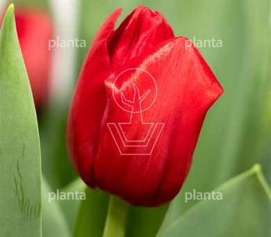 Tulipa 'Heartbreaker'