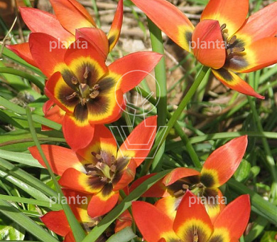 Tulipa 'Little Princess'