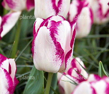 Tulipa 'Mata Hari'