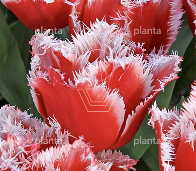 Tulipa 'New Santa'