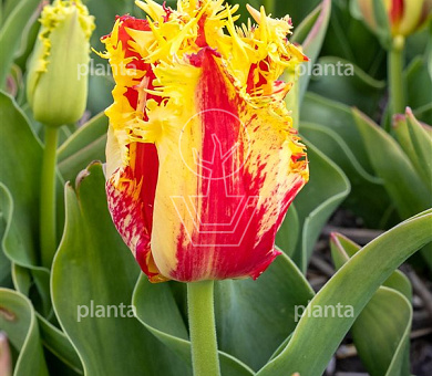 Tulipa 'Phantom'