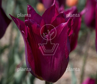 Tulipa 'Purple Heart'