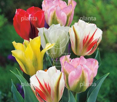 Tulipa 'Viridiflora Mix'