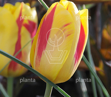 Tulipa 'Washington'