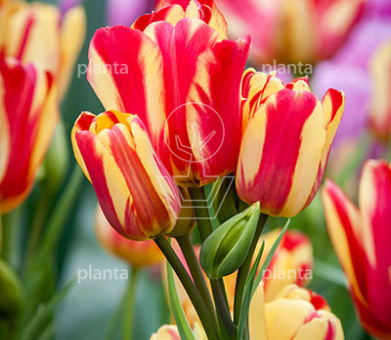 Tulipa 'Wonder Club'