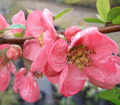 Chaenomeles sup. 'Pink Lady'