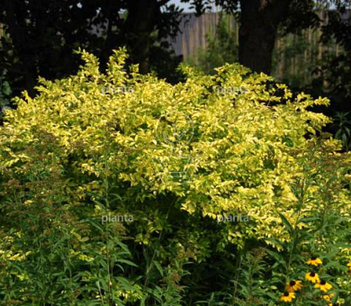 Ligustrum 'Vicaryi'