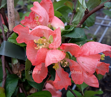 30 tot 40 cm hoog, pot 2 liter