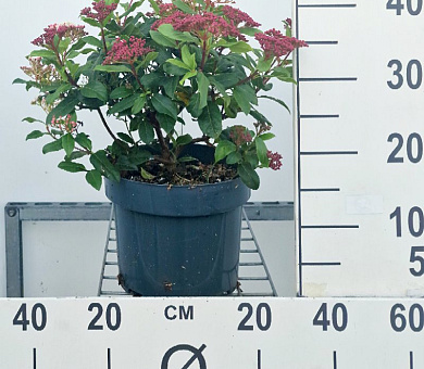 40 tot 50 cm hoog, pot 5 liter