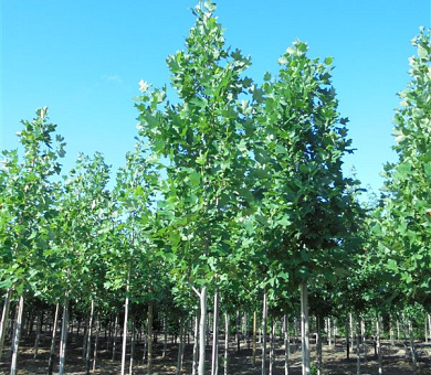 hoogstamboom, stamomtrek 10-12 cm, draadkluit