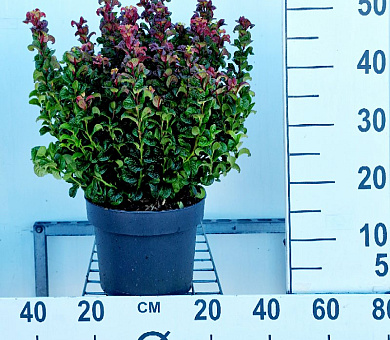 30 tot 40 cm hoog, pot 5 liter