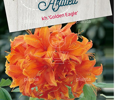 Rhododendron (AK) 'Golden Eagle'