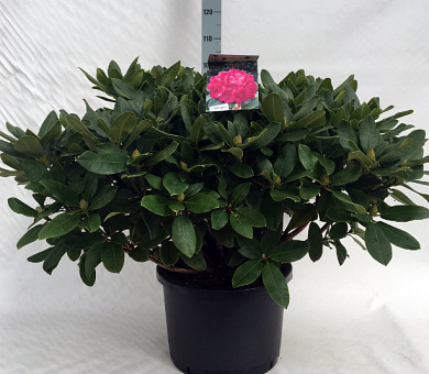 70 tot 80 cm hoog, pot 40 liter