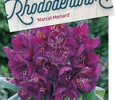 solitaire plant, 60 tot 80 cm hoog, pot 30 liter