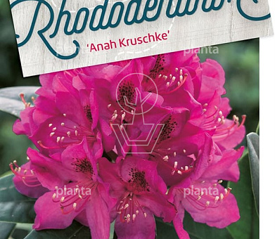 solitaire plant, 60 tot 80 cm hoog, pot 30 liter