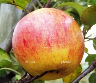 Malus domestica 'Benoni'