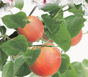 Malus domestica 'Groninger Kroon'