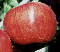 Malus domestica 'Rode Jonathan'