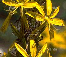 Asphodeline lutea