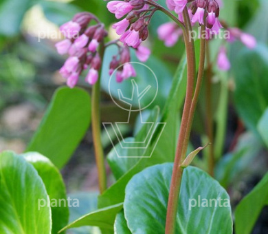 Bergenia 'Wintermärchen'