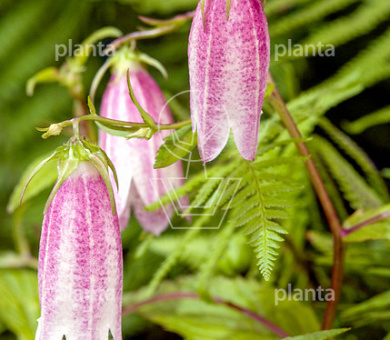 Campanula 'Elizabeth'