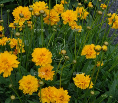 Coreopsis grandiflora 'Early Sunrise'