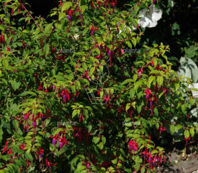 Fuchsia 'Tom Thumb'