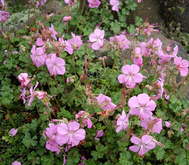 Geranium dalmaticum