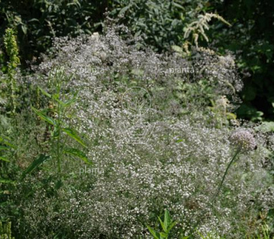 Gypsophila paniculata 'Schneeflocke'