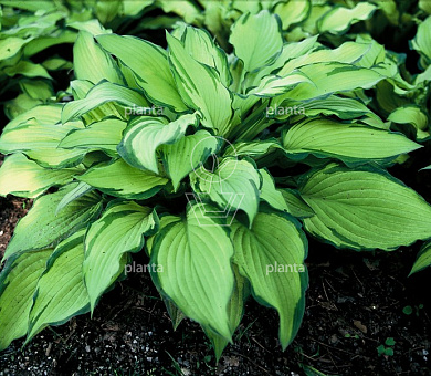 Hosta 'Fortunei Albopicta'
