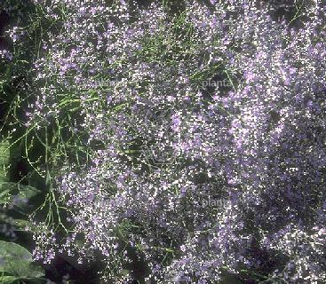 Limonium latifolium