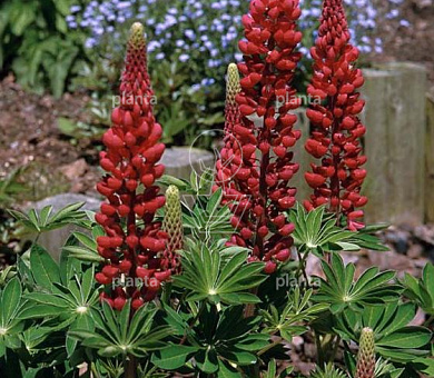 Lupinus 'My Castle'