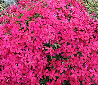 Phlox douglasii 'Red Admiral'